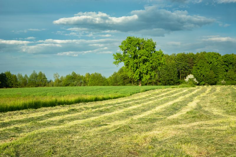 Harvested Fields Post-Mowing